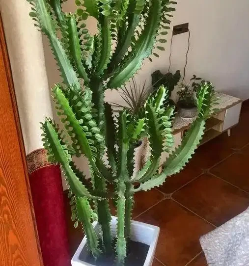 家裡種這款盆栽,顏值高、易養活,好處多