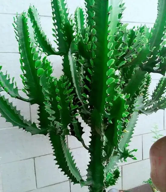 家裡種這款盆栽,顏值高、易養活,好處多