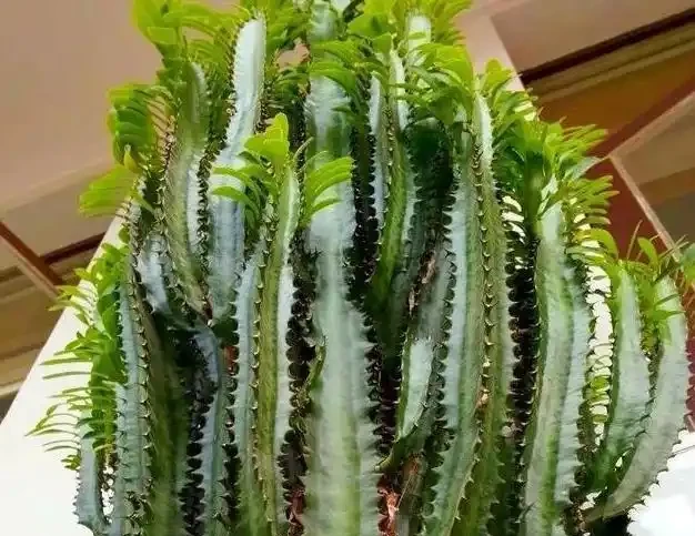 家裡種這款盆栽,顏值高、易養活,好處多
