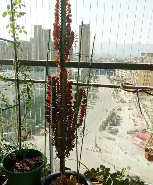 家裡種這款盆栽,顏值高、易養活,好處多