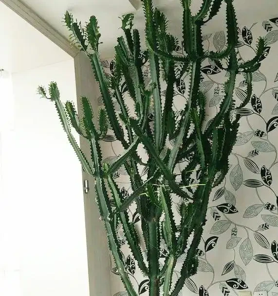 家裡種這款盆栽,顏值高、易養活,好處多