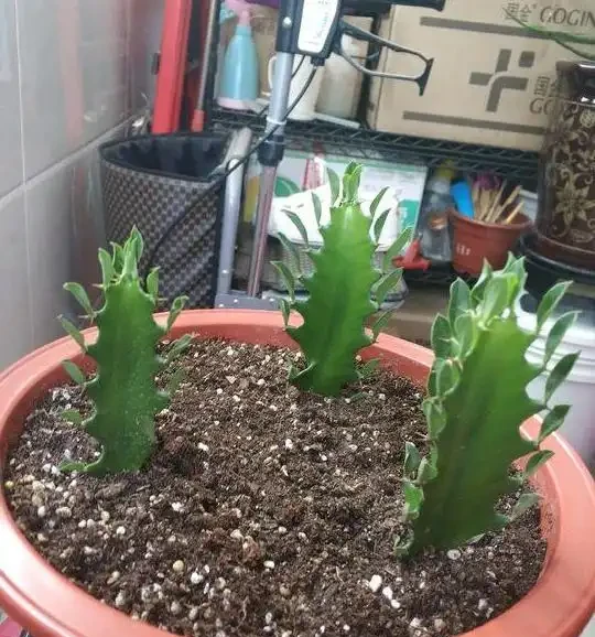 家裡種這款盆栽,顏值高、易養活,好處多