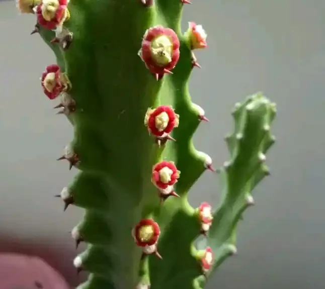 家裡種這款盆栽,顏值高、易養活,好處多