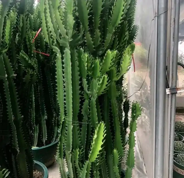 家裡種這款盆栽,顏值高、易養活,好處多