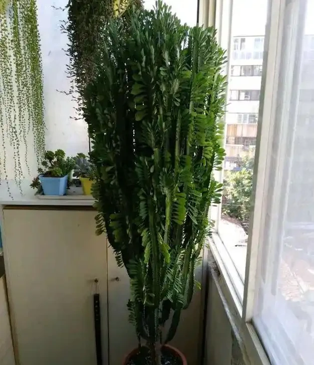 家裡種這款盆栽,顏值高、易養活,好處多