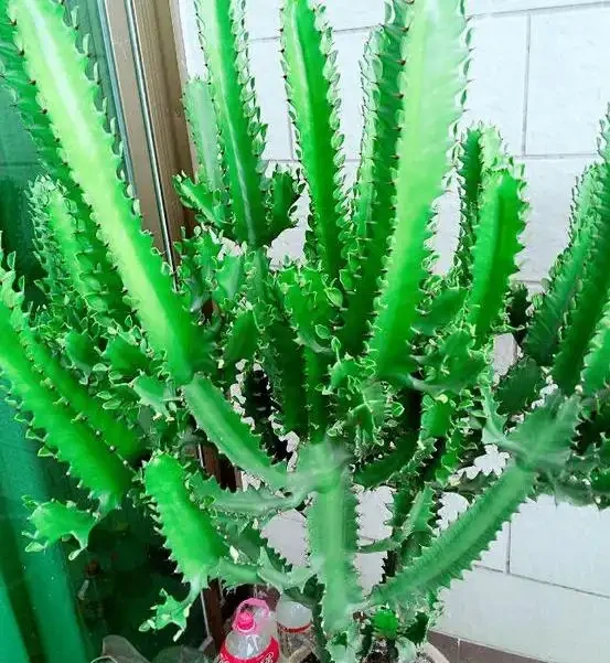 家裡種這款盆栽,顏值高、易養活,好處多