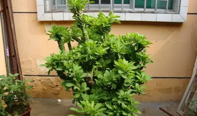 家裡種這款盆栽,顏值高、易養活,好處多