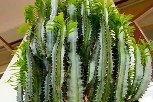 家裡種這款盆栽，顏值高、易養活，好處多