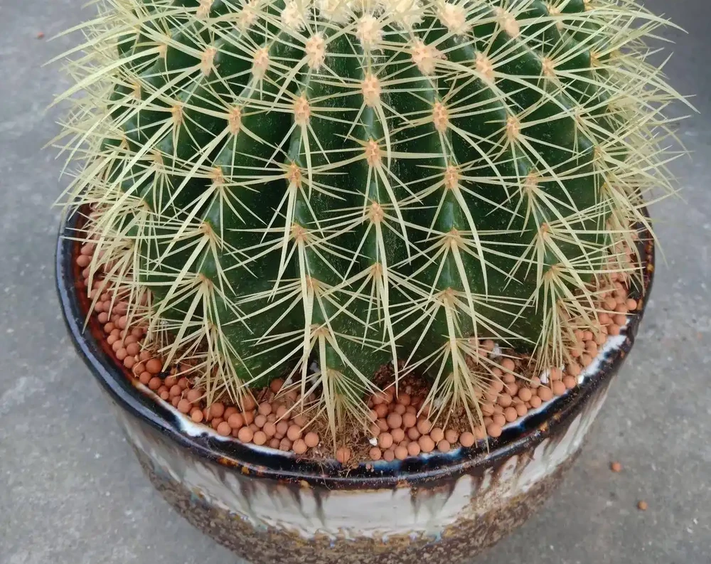 5種花,漂亮茂盛,耐陰好養,家中空氣非常贊,一年四季狀態好!