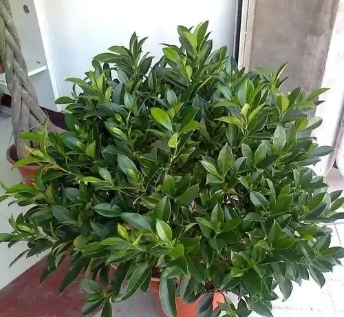 5種花,漂亮茂盛,耐陰好養,家中空氣非常贊,一年四季狀態好!