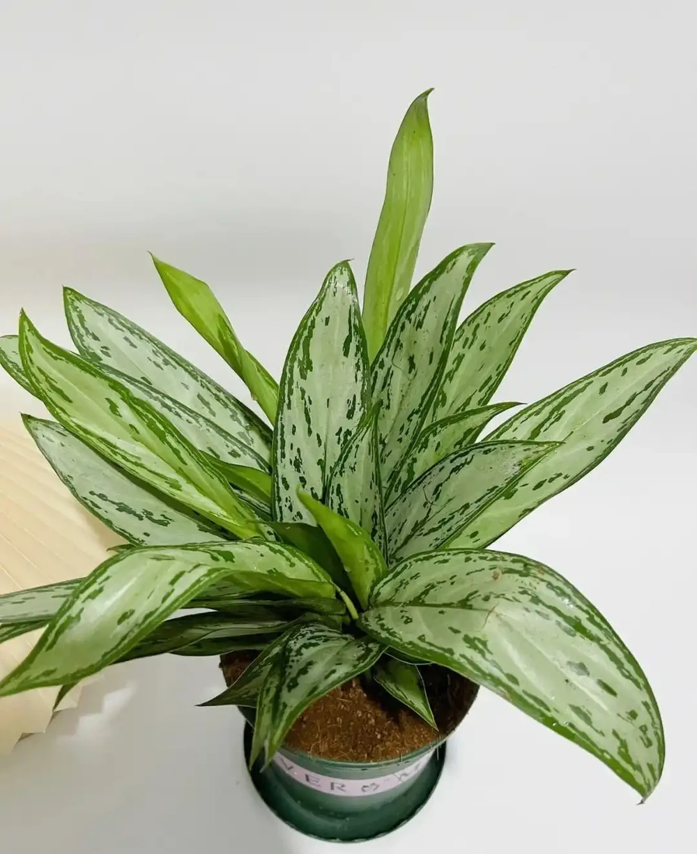 5種花,漂亮茂盛,耐陰好養,家中空氣非常贊,一年四季狀態好!