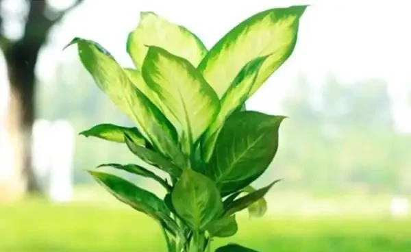 5種花,漂亮茂盛,耐陰好養,家中空氣非常贊,一年四季狀態好!