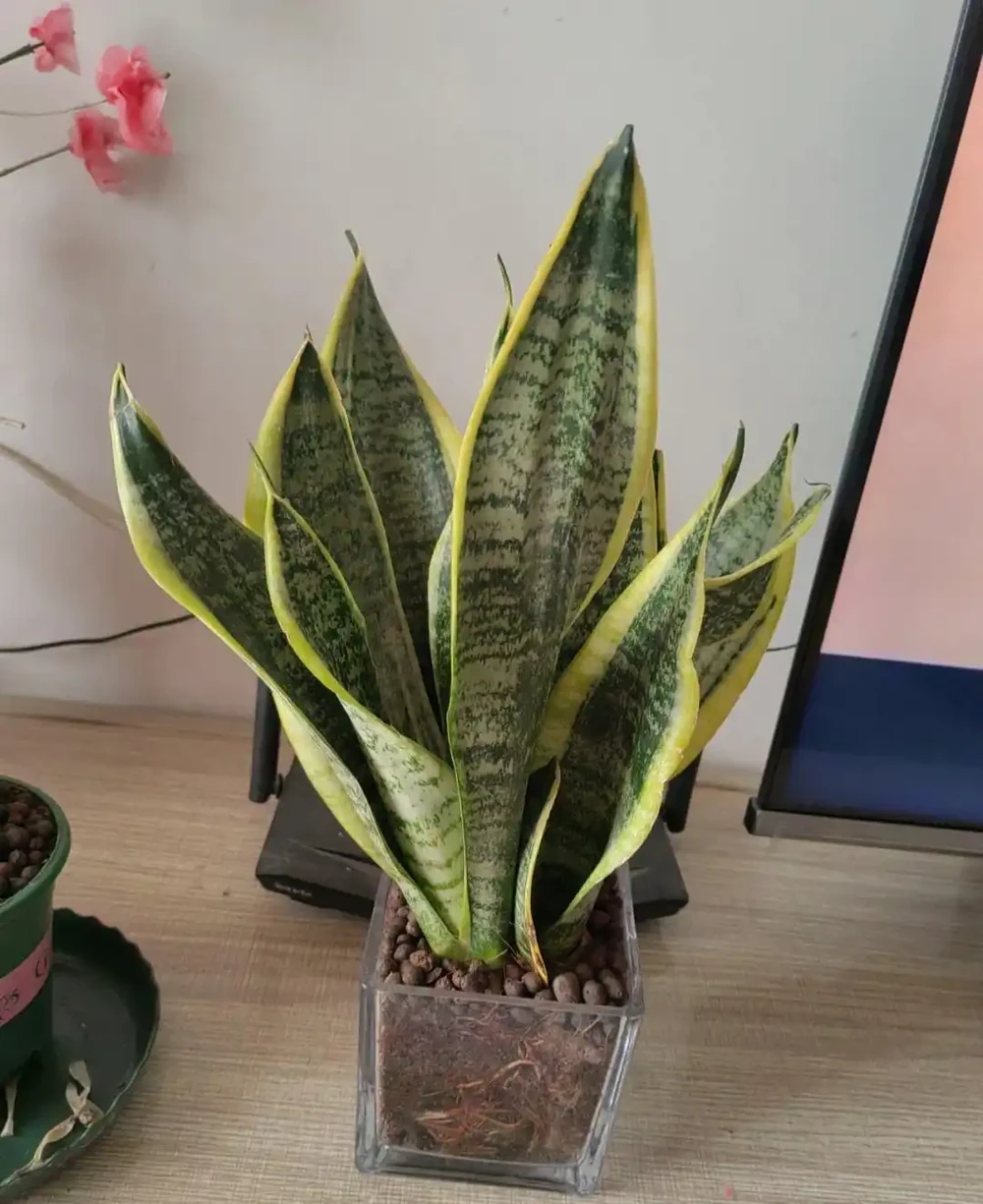 5種花,漂亮茂盛,耐陰好養,家中空氣非常贊,一年四季狀態好!