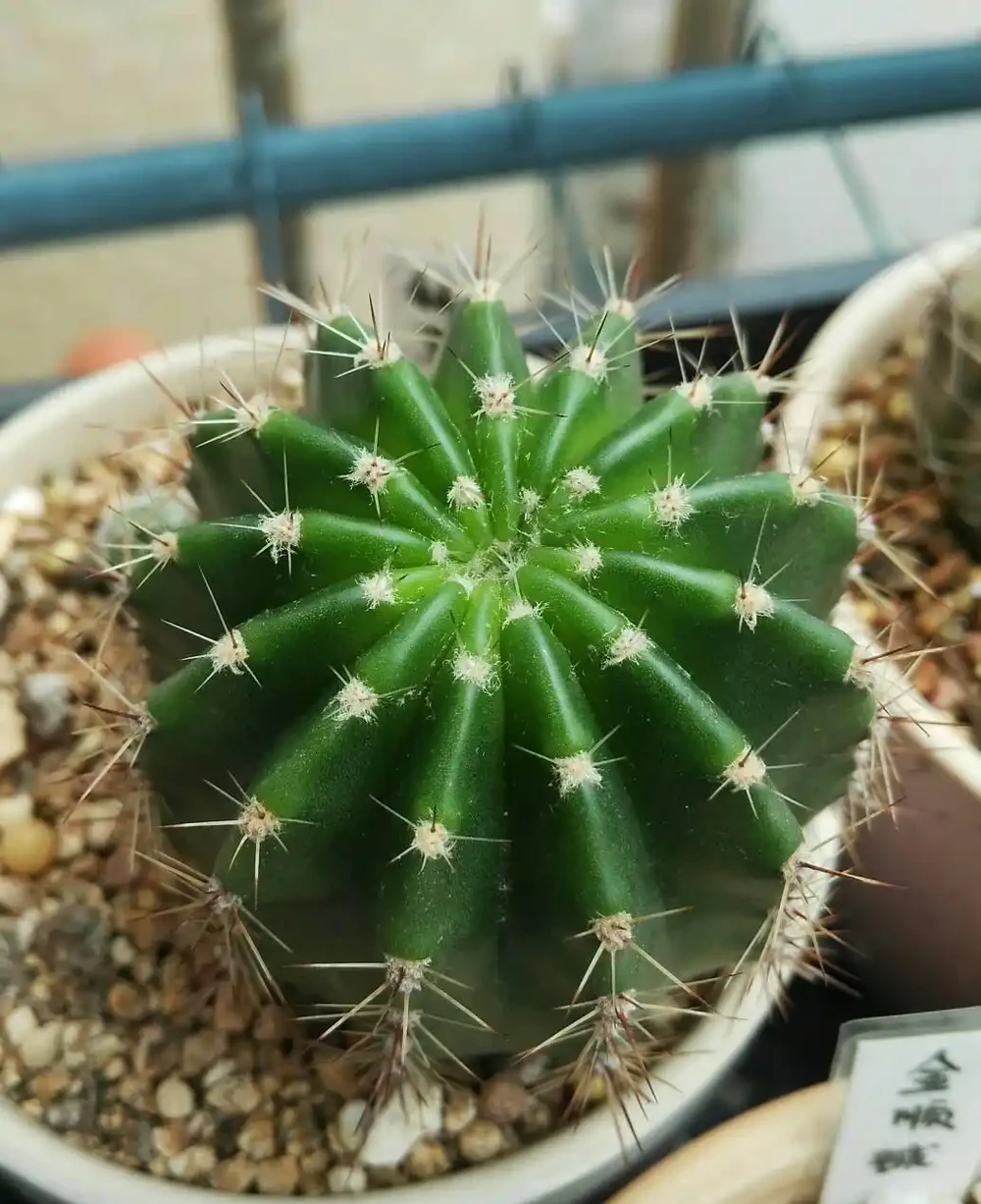 5種花,漂亮茂盛,耐陰好養,家中空氣非常贊,一年四季狀態好!