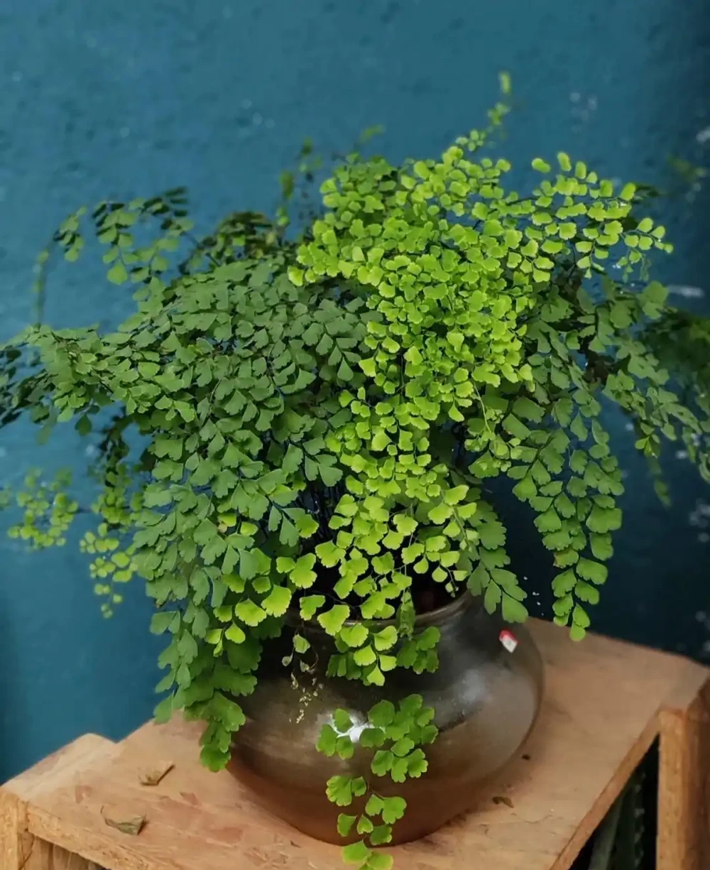 5種花,漂亮茂盛,耐陰好養,家中空氣非常贊,一年四季狀態好!