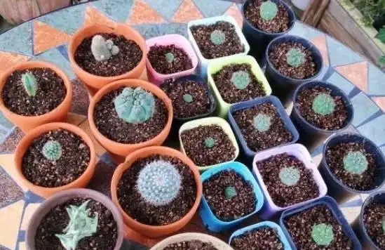 5種花,漂亮茂盛,耐陰好養,家中空氣非常贊,一年四季狀態好!