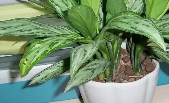 5種花,漂亮茂盛,耐陰好養,家中空氣非常贊,一年四季狀態好!