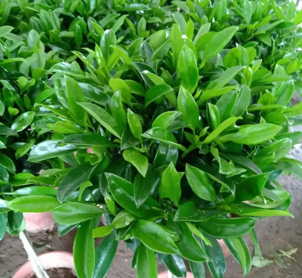 5種花,漂亮茂盛,耐陰好養,家中空氣非常贊,一年四季狀態好!