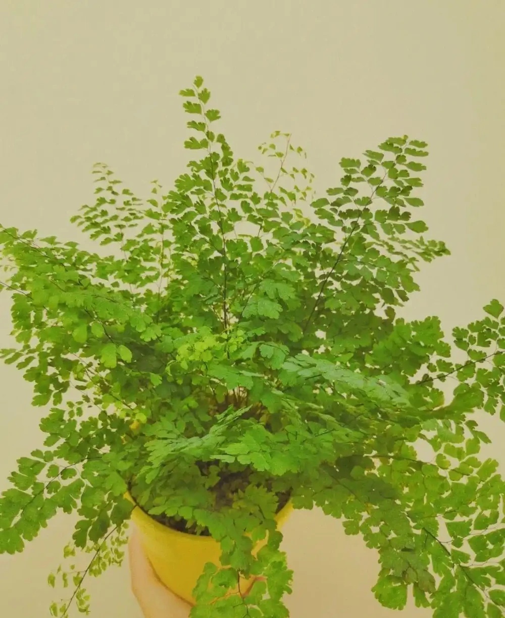 5種花,漂亮茂盛,耐陰好養,家中空氣非常贊,一年四季狀態好!