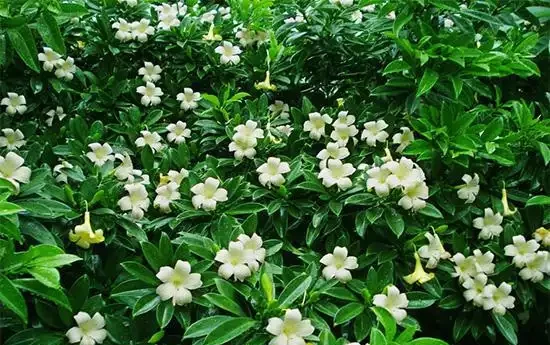 5種花,漂亮茂盛,耐陰好養,家中空氣非常贊,一年四季狀態好!