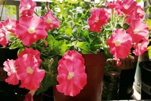 5種花，漂亮茂盛，耐陰好養，家中空氣非常贊，一年四季狀態好！