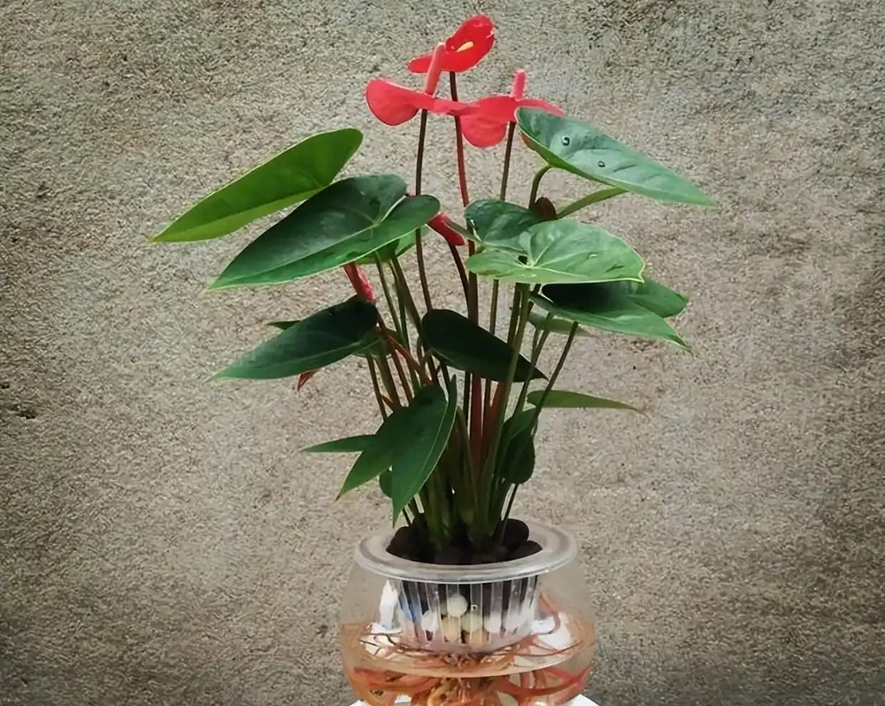 10種植物,適合養在客廳,有你喜歡的嗎?