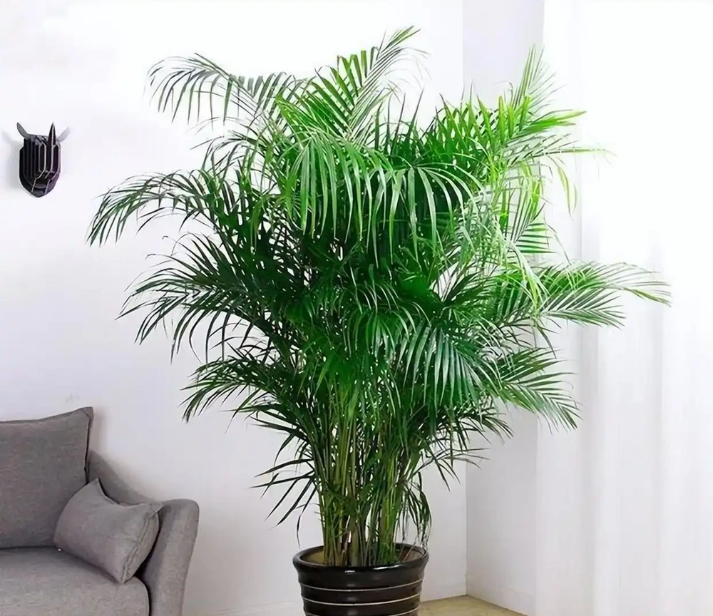 10種植物,適合養在客廳,有你喜歡的嗎?