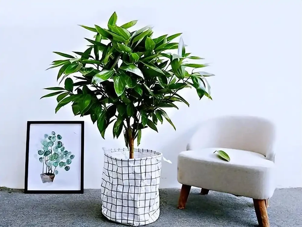 10種植物,適合養在客廳,有你喜歡的嗎?