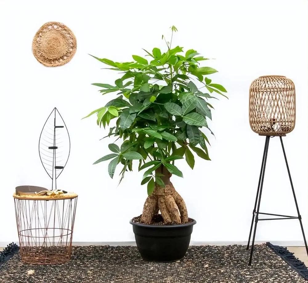 10種植物,適合養在客廳,有你喜歡的嗎?