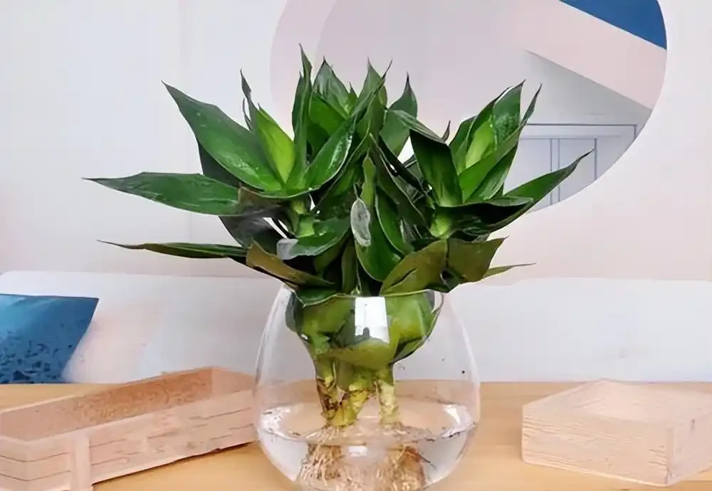 10種植物,適合養在客廳,有你喜歡的嗎?