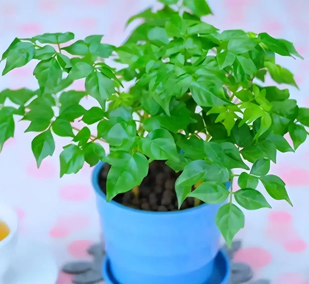 10種植物,適合養在客廳,有你喜歡的嗎?