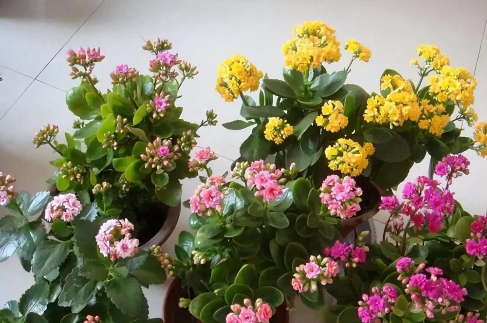 10種植物,適合養在客廳,有你喜歡的嗎?