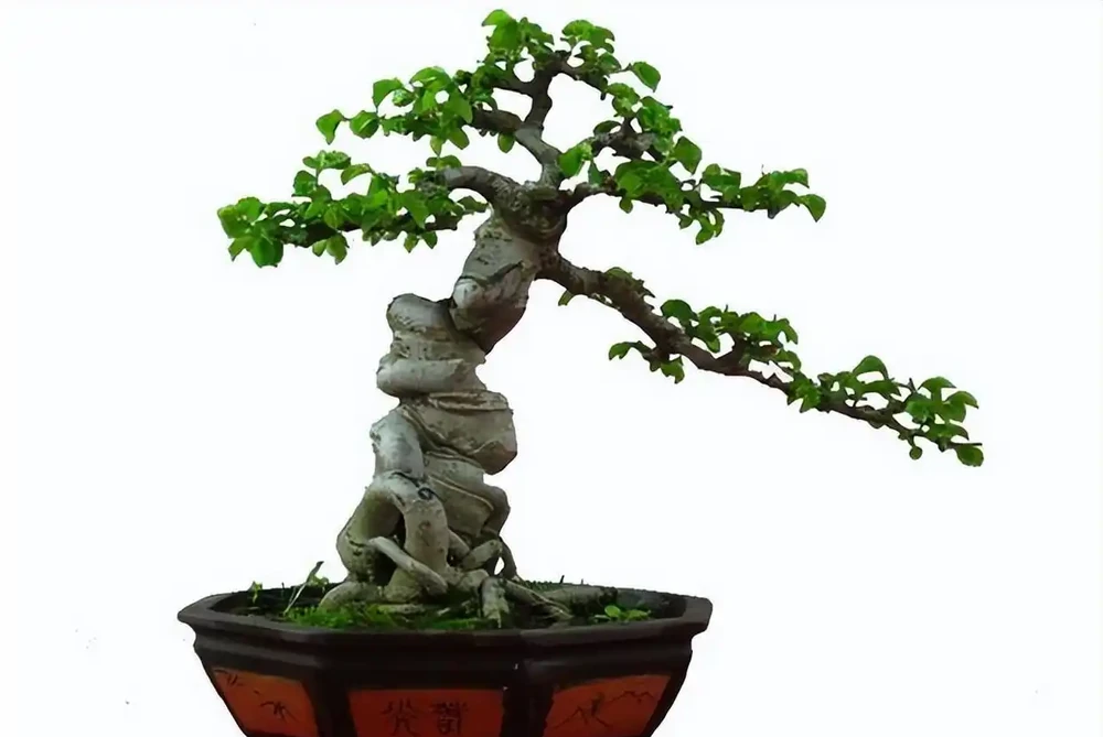 10種植物,適合養在客廳,有你喜歡的嗎?