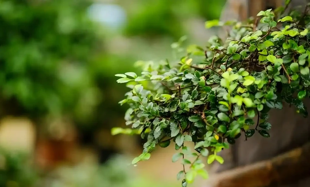 10種植物,適合養在客廳,有你喜歡的嗎?