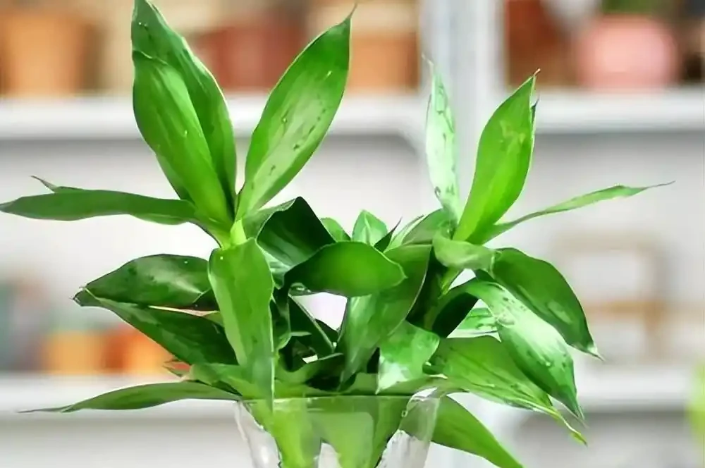 10種植物,適合養在客廳,有你喜歡的嗎?