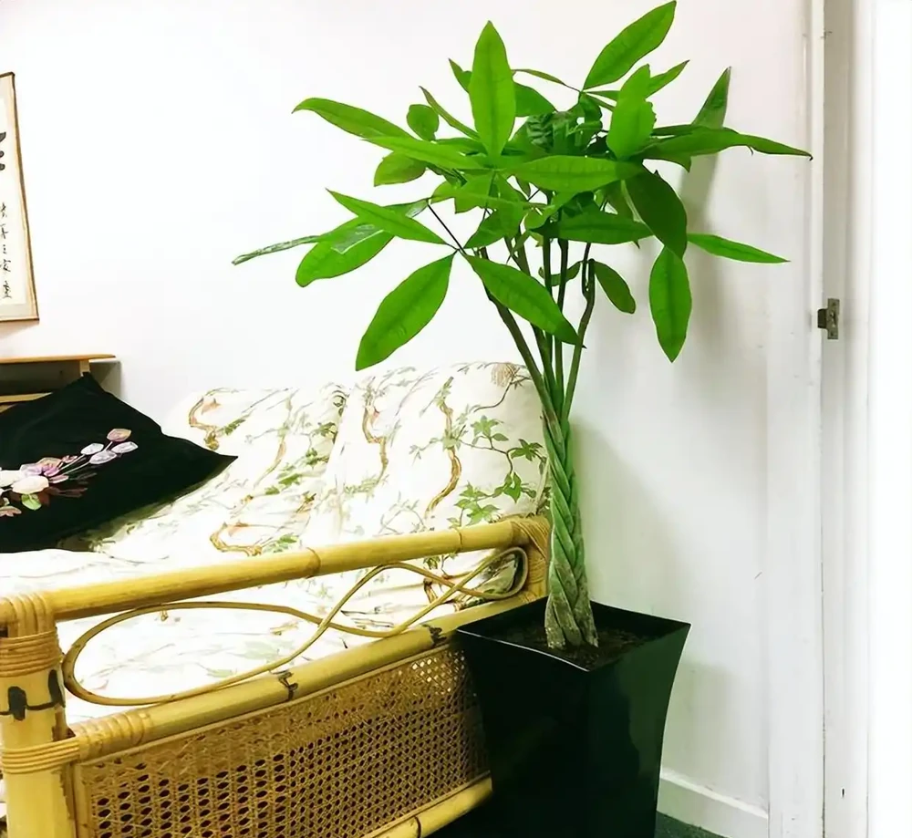 10種植物,適合養在客廳,有你喜歡的嗎?