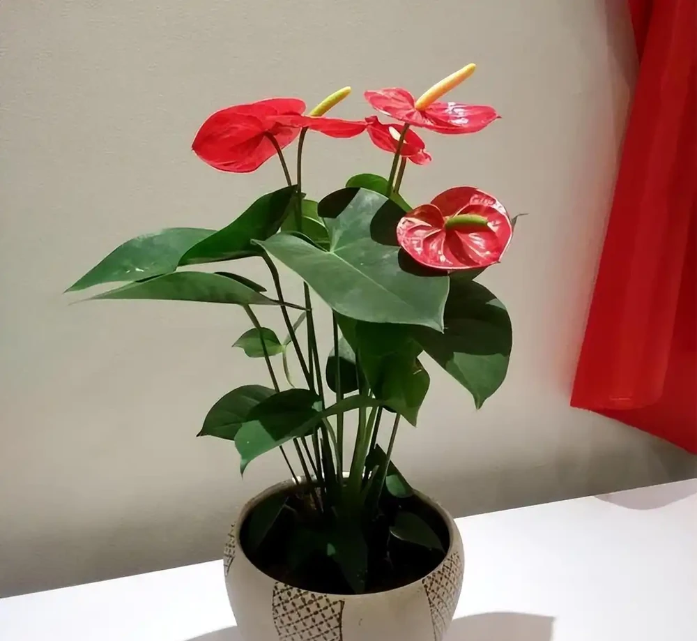 10種植物,適合養在客廳,有你喜歡的嗎?