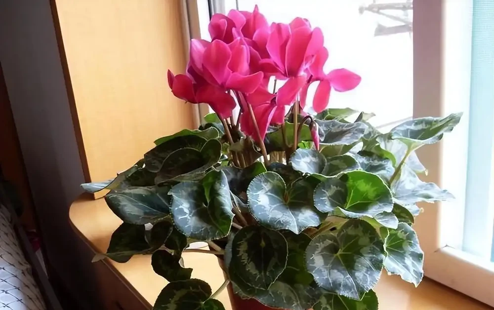 10種植物,適合養在客廳,有你喜歡的嗎?