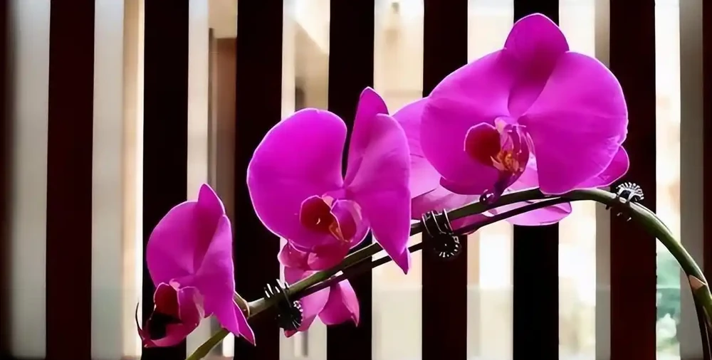 洗手間適合養什麼花,推薦6種「耐陰王」,易打理還好活