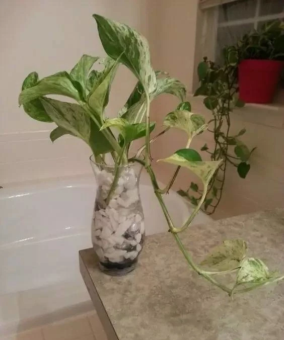 洗手間適合養什麼花,推薦6種「耐陰王」,易打理還好活