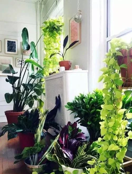 洗手間適合養什麼花,推薦6種「耐陰王」,易打理還好活