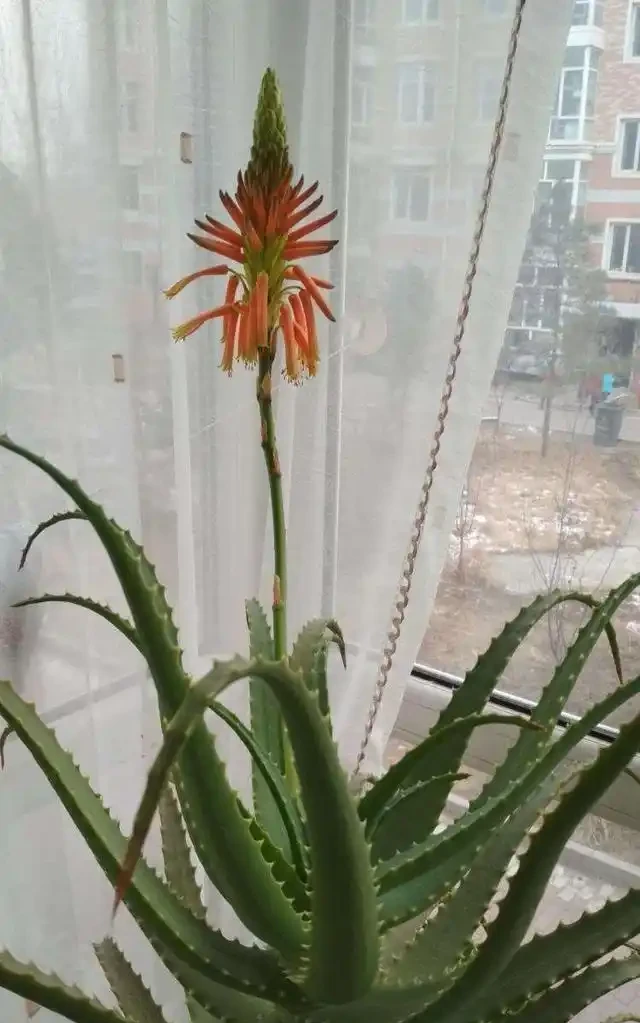洗手間適合養什麼花,推薦6種「耐陰王」,易打理還好活
