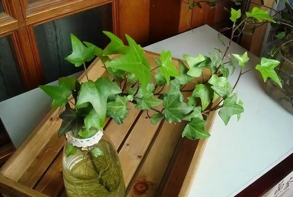 洗手間適合養什麼花,推薦6種「耐陰王」,易打理還好活