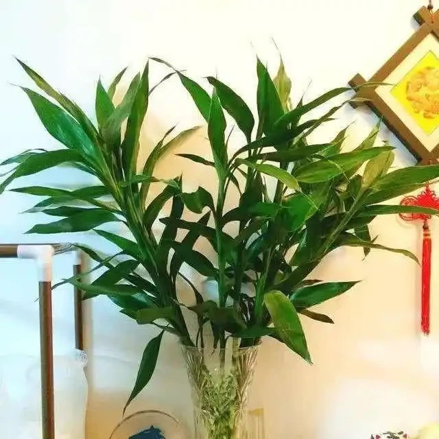 洗手間適合養什麼花,推薦6種「耐陰王」,易打理還好活