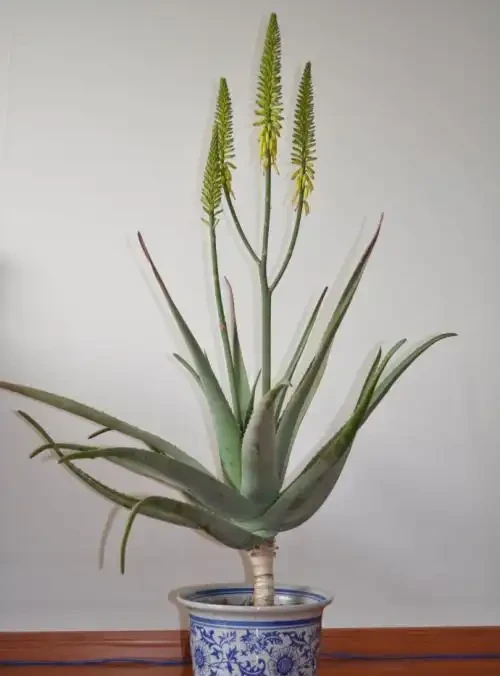 洗手間適合養什麼花,推薦6種「耐陰王」,易打理還好活