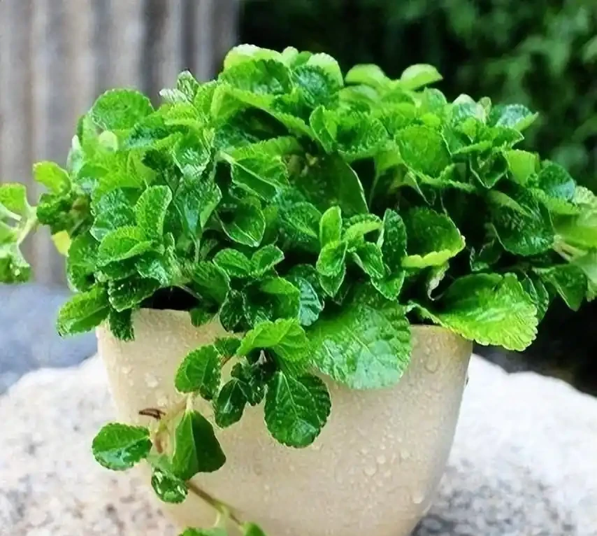 洗手間適合養什麼花,推薦6種「耐陰王」,易打理還好活