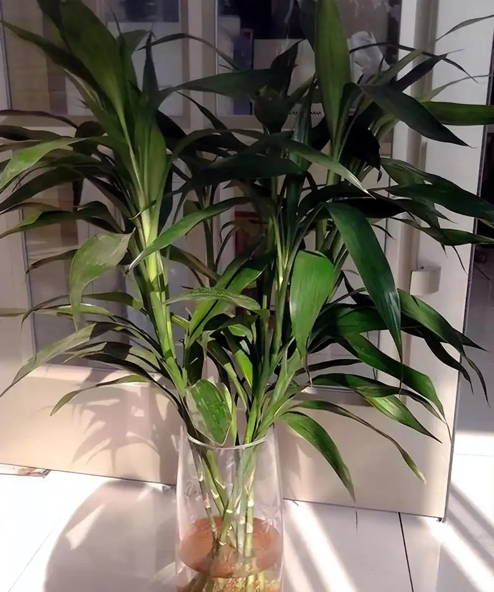 洗手間適合養什麼花,推薦6種「耐陰王」,易打理還好活