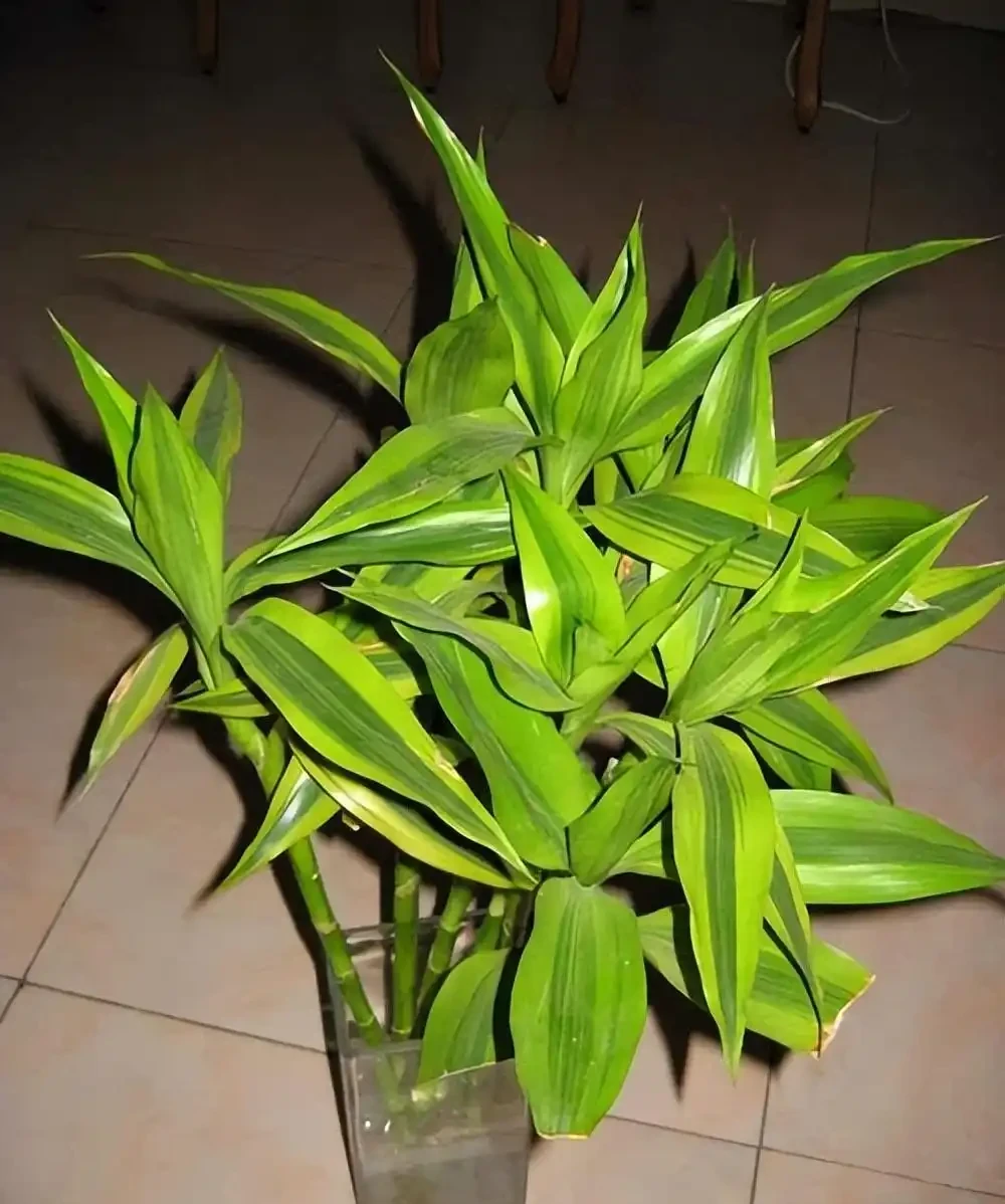 洗手間適合養什麼花,推薦6種「耐陰王」,易打理還好活
