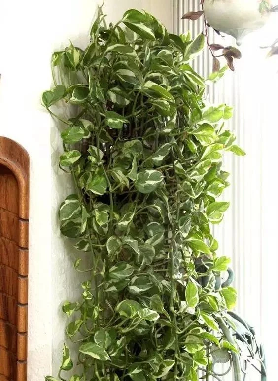 洗手間適合養什麼花,推薦6種「耐陰王」,易打理還好活