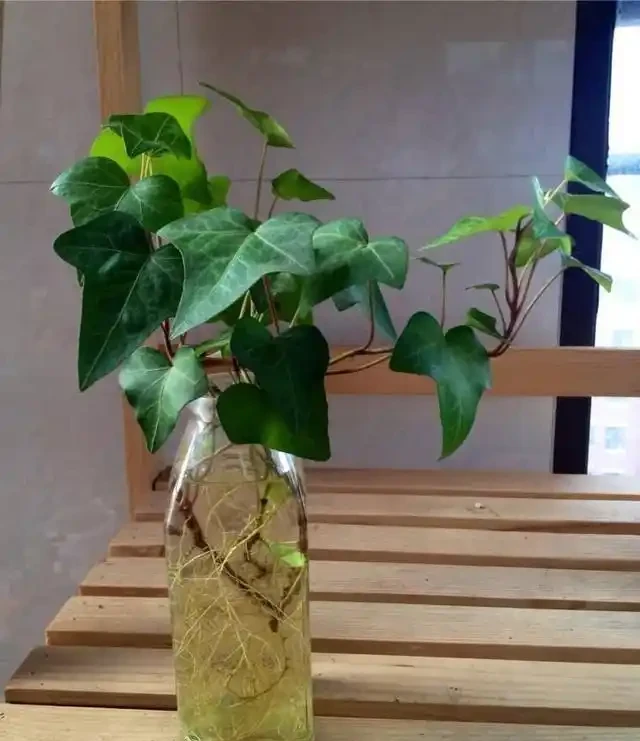 洗手間適合養什麼花,推薦6種「耐陰王」,易打理還好活
